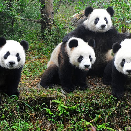 four Pandas
